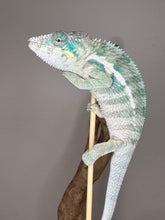 Load image into Gallery viewer, Blue and silver ambanja panther chameleon on a branch against a gray background
