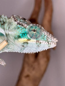 Close-up of a blue ambanja chameleon on a branch with a neutral background at FramsChams