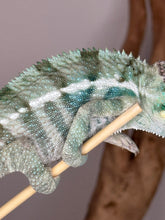 Load image into Gallery viewer, Ambanja Panther Chameleon on a branch with a blurred background
