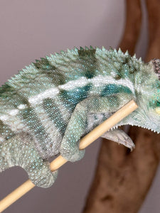 Ambanja Panther Chameleon on a branch with a blurred background
