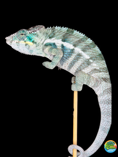 Stunning BLUE ambanja panther hameleon on a stick with a black background available at FramsChams