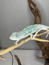 Load image into Gallery viewer, AMBILOBE Panther Chameleon: (E21)
