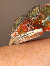 Load image into Gallery viewer, Close-up of chameleon on an arm staring into the camera and licking (smelling) where he is.
