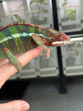 Load image into Gallery viewer, Colorful red, green and blue chameleon sitting calmly on a person&#39;s hand.
