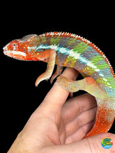 Load image into Gallery viewer, Stunning red, green and lue Ambilobe panther chameleon from Flash wit hthe best personality! 
