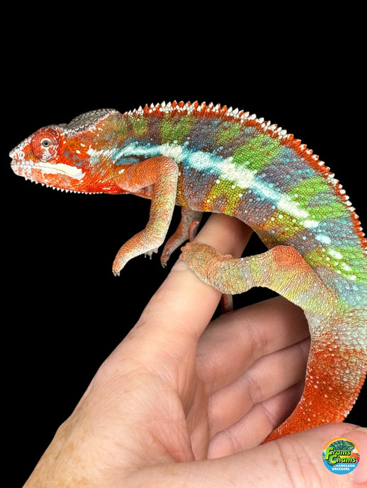 Stunning red, green and lue Ambilobe panther chameleon from Flash wit hthe best personality! 
