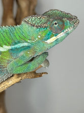Load image into Gallery viewer, Colorful chameleon looking into the camera

