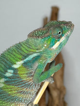Load image into Gallery viewer, Green and teal chameleon looking into the distance
