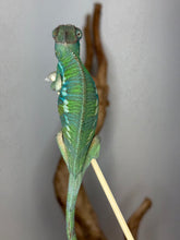 Load image into Gallery viewer, The back of a green panther chameleon with teal bars
