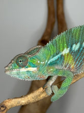 Load image into Gallery viewer, Colorful ambilobe chameleon on a branch with a gray background

