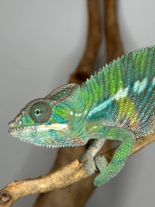 Colorful ambilobe chameleon on a branch with a gray background
