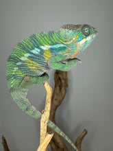 Load image into Gallery viewer, Stunning panther chameleon on a branch with a gray background
