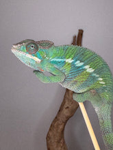 Load image into Gallery viewer, Calm panther chameleon on the end of a stick
