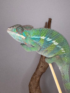 Calm panther chameleon on the end of a stick