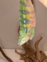 Load image into Gallery viewer, Silly panther chameleon hanging upside down with green bars and a yellow and red belly
