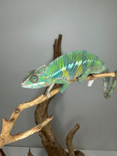 Load image into Gallery viewer, Beautiful ambilobe panther chameleon sitting on a branch
