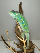 Load image into Gallery viewer, Flash x Aslan green panther chameleon
