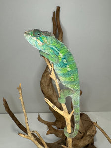 Flash x Aslan green panther chameleon