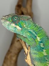 Load image into Gallery viewer, Closeup picture of a green ambilobe panther chameleon
