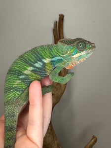 Green panther chameleon calmly sitting on a hand
