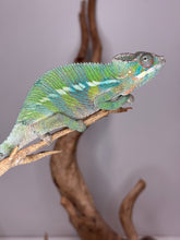 Load image into Gallery viewer, Side view of a rainbow ambilobe panther chameleon
