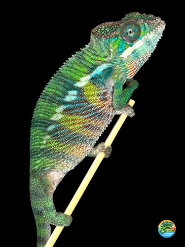 Stunning rainbow ambilobe panther chameleon available at Framschams