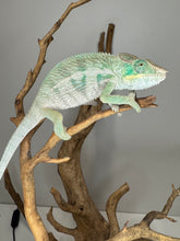 Load image into Gallery viewer, Ambanja Panther Chameleon on a branch against a plain background
