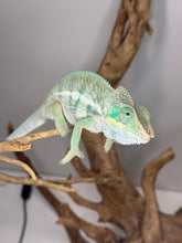 Load image into Gallery viewer, Curious Chameleon on a branch with a neutral background at FramsChams
