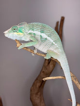 Load image into Gallery viewer, Ambanja Panther Chameleon on a branch with a blurred background
