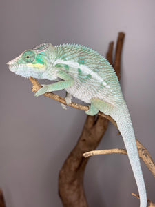 Ambanja Panther Chameleon on a branch with a blurred background