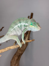 Load image into Gallery viewer, Beautiful Ambanja Chameleon on a branch with a plain background for sale at FramsChams
