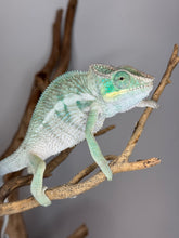 Load image into Gallery viewer, Ambanja Panther Chameleon on a branch against a neutral background
