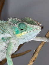 Load image into Gallery viewer, Close-up of a teal chameleon on a branch with a blurred background
