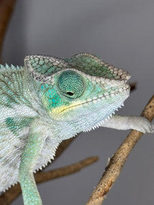 Close-up of a teal chameleon on a branch with a blurred background