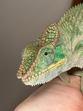 Load image into Gallery viewer, Close-up of an Ambanja panther chameleon on a blurred background

