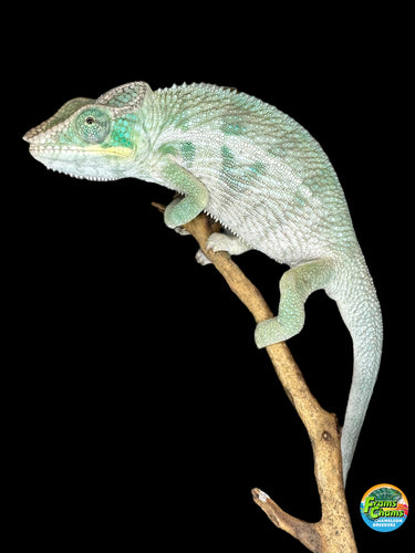 Ambanja Panther Chameleon on a branch for sale at FramsChams