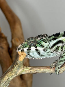 SAMBAVA Panther Chameleon: (E31)