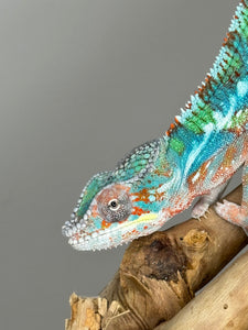 AMBILOBE Panther Chameleon male: (E33)