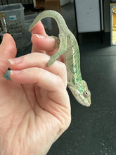 Load image into Gallery viewer, Ambilobe male panther chameleon: Flash x Opal (S3)
