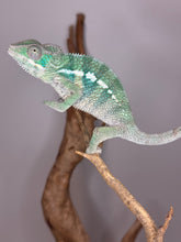 Load image into Gallery viewer, Ambilobe Panther Chameleon on a branch with a plain background
