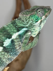 Green panther chameleon sitting on a branch