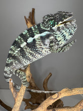 Load image into Gallery viewer, Chameleon on a branch with a plain background
