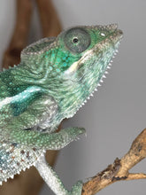 Load image into Gallery viewer, Ambilobe Chameleon on a branch with a blurred background
