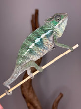 Load image into Gallery viewer, Beautiful Chameleon with greens and blues on a stick

