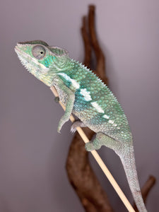 Panther Chameleon on a stick looking backwards