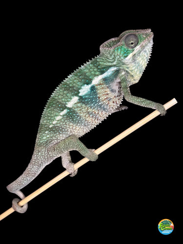 Stunning green and yellow panther chameleon available at FramsChams
