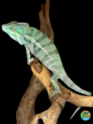 Young Ambanja Panther Chameleon in shades of greens and blues for sale at FramsChams.