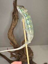 Load image into Gallery viewer, Juvenile panther chameleon climbing a stick and showing developing colors
