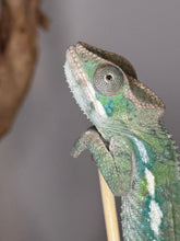 Load image into Gallery viewer, Pretty teal ambilobe panther chameleon looking into the camera

