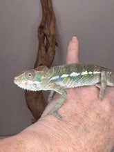 Load image into Gallery viewer, Cute panther chameleon sitting on a hand
